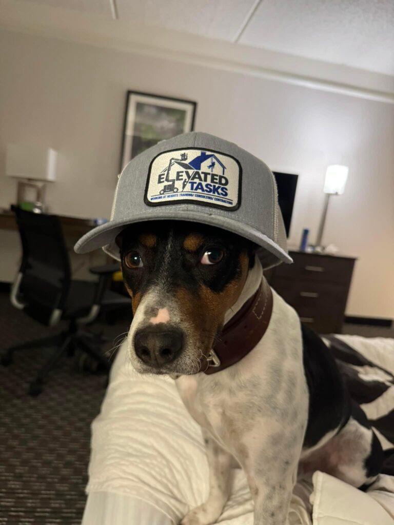 A dog wearing an Elevated Tasks hat. 